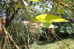 Chionanthus mala-elengi subsp. mala-elengi